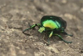 <p>ZLATOHLÁVEK ZLATÝ (Cetonia aurata) jižní Morava ---- /Green rose chafer - Goldglänzender Rosenkäfer/</p>